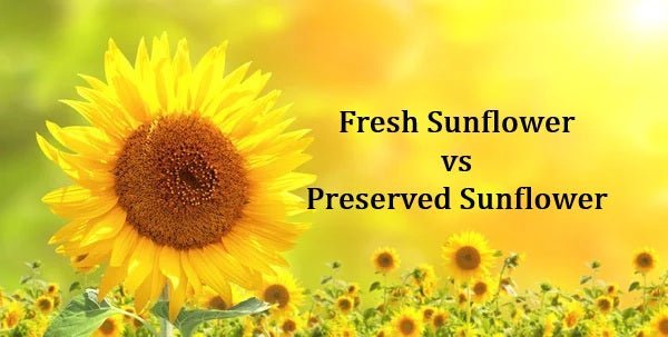 Fresh Sunflower vs Preserved Sunflower, Well Live Florist