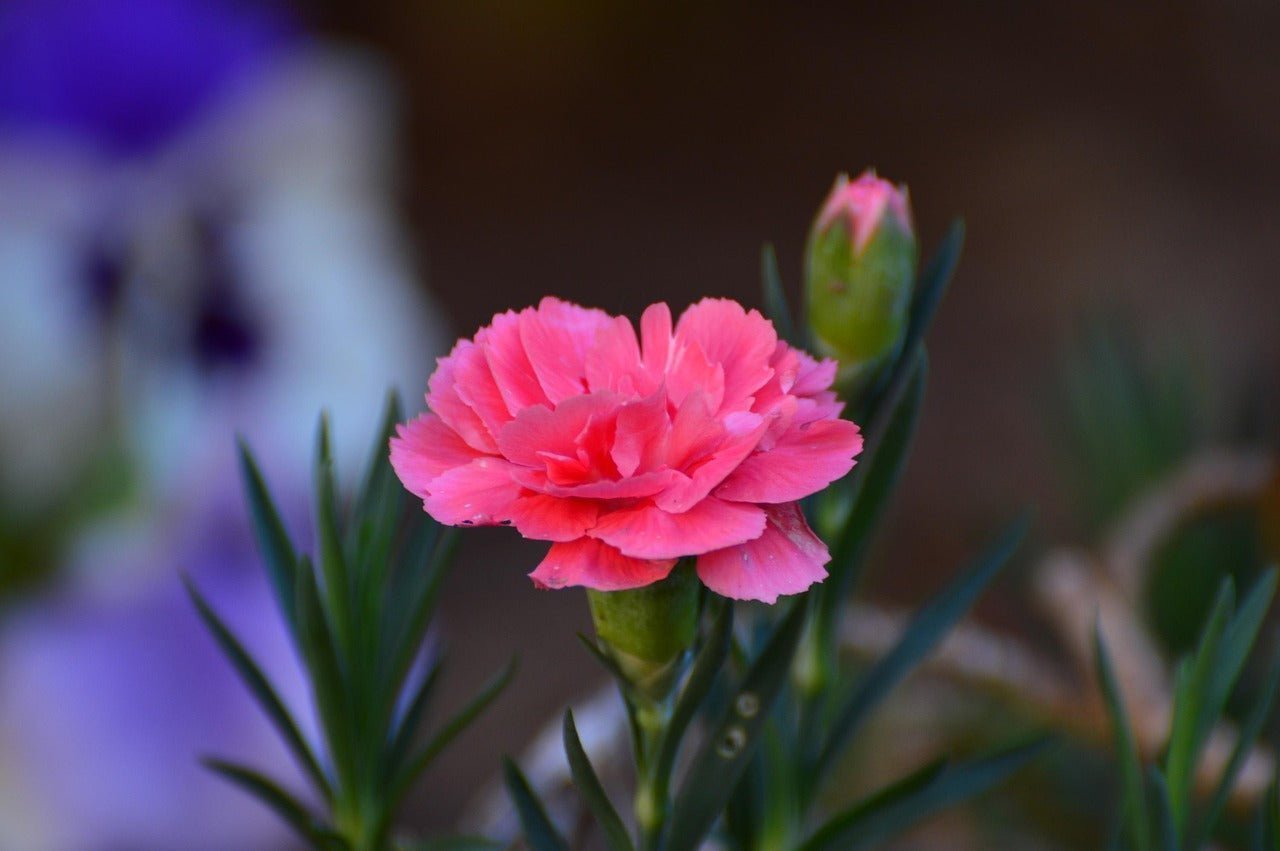 Fresh vs. Preserved Carnation Bouquets