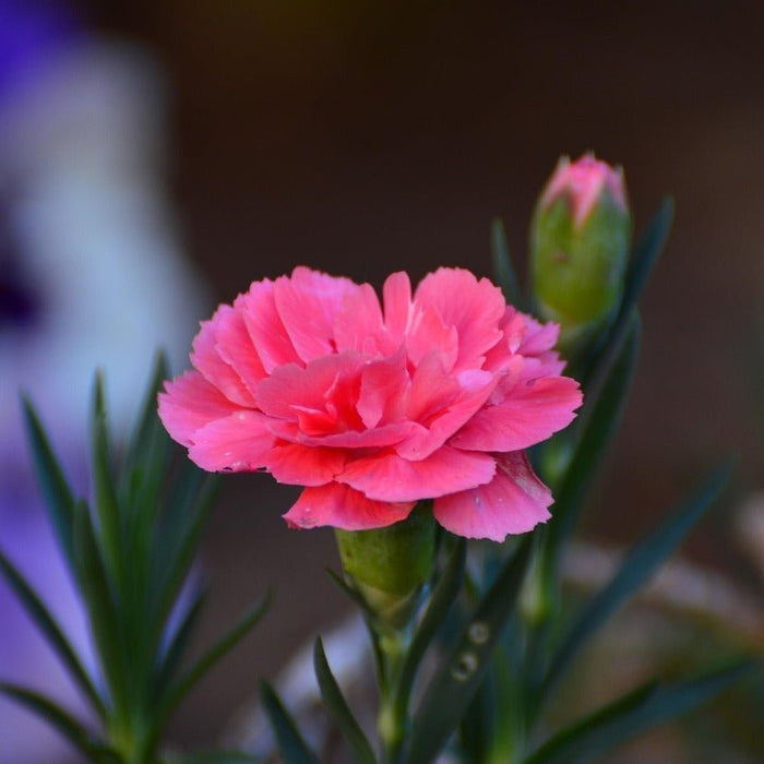 Fresh vs. Preserved Carnation Bouquets
