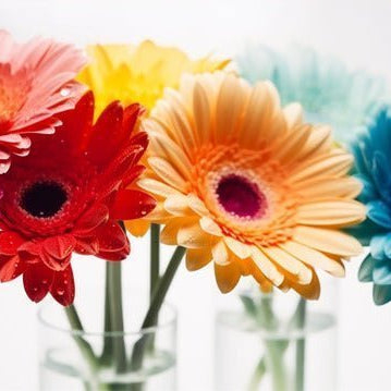 Gerbera Bouquet, Well Live Florist