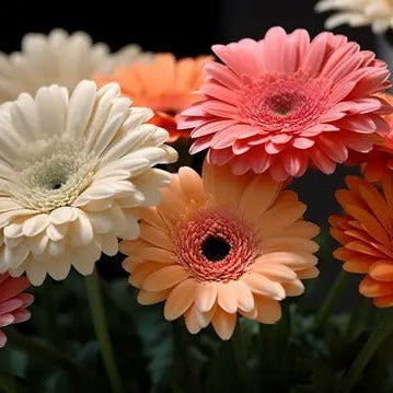 Gerbera Bouquet, Well Live Florist