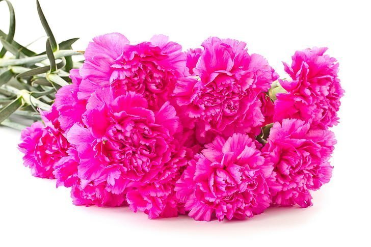 How Long Do Carnations Last