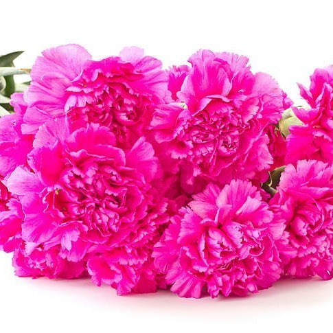 How Long Do Carnations Last