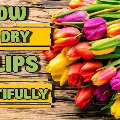 Preserved Tulips, Tulip Bouquet, Flower Delivery Singapore, Well Live Florist