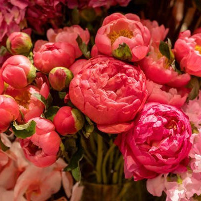 Peony Bouquet, Well Live Florist