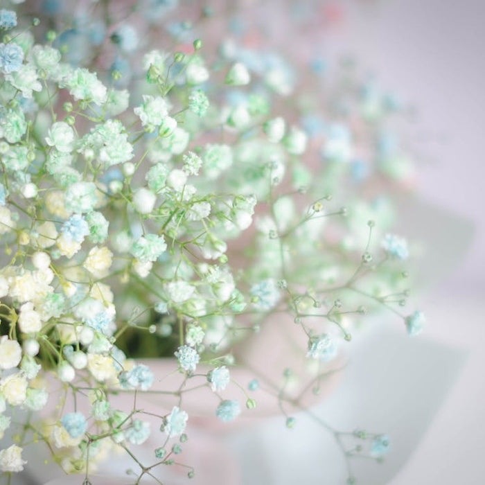 How to Dye Baby’s Breath for Unique Floral Designs