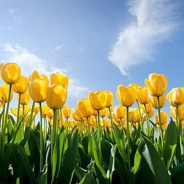 How to Pair Tulips with Other Flowers for Stunning Bouquets