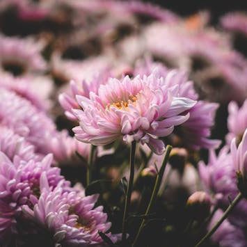 Chrysanthemum Bouquet, Well Live Florist