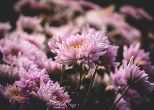 Chrysanthemum Bouquet, Well Live Florist