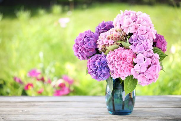 Hydrangea Gift Ideas: Perfect for Birthdays, Anniversaries, and More
