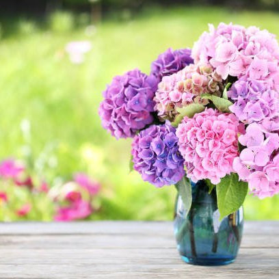 Hydrangea Gift Ideas: Perfect for Birthdays, Anniversaries, and More