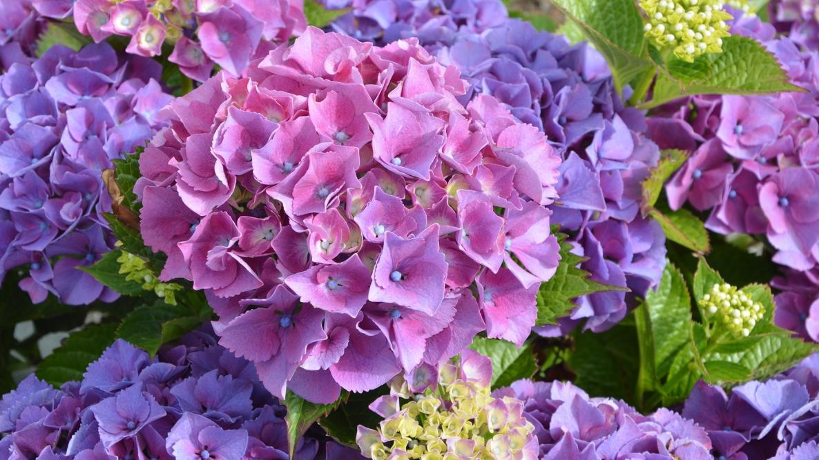 Hydrangea: The Symbol of Grace and Abundance - Well Live Florist