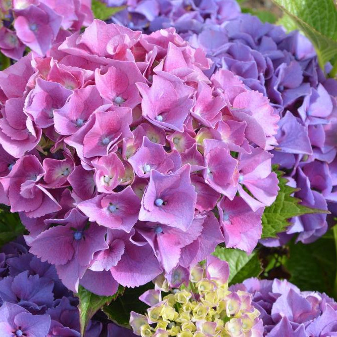 Hydrangea: The Symbol of Grace and Abundance - Well Live Florist