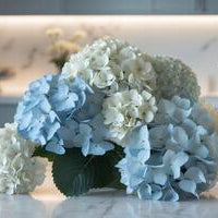 Hydrangeas for Sympathy: A Heartfelt Gesture of Condolence