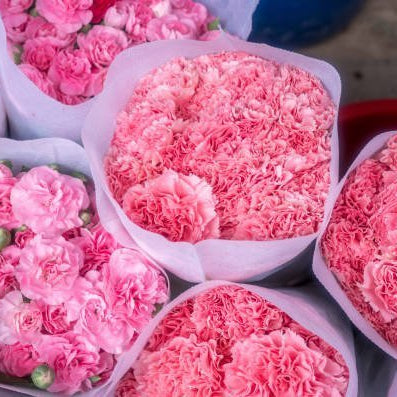 Carnation