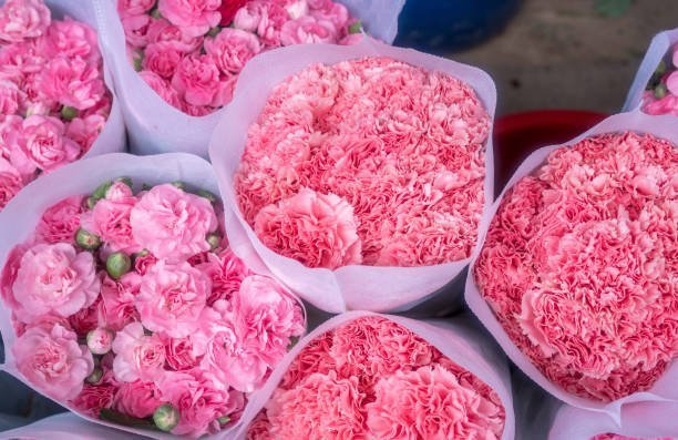 Carnation