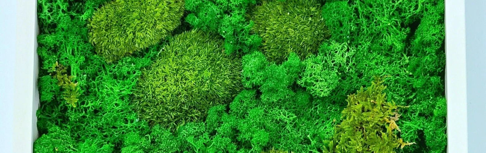 Preserved Moss: Bringing the Beauty of Nature Indoors - Well Live Florist