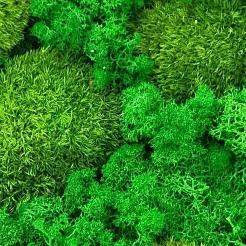 Preserved Moss: Bringing the Beauty of Nature Indoors - Well Live Florist
