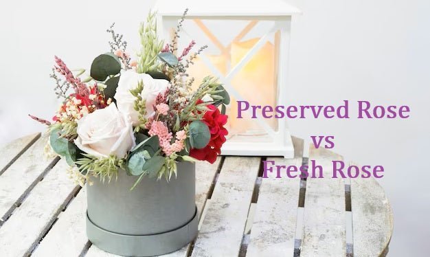 Preserved Rose, Fresh Rose, Well Live Florist