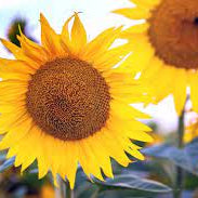 Sunflower Bouquet Delivery Singapore, Well Live Florist