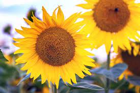 Sunflower Bouquet Delivery Singapore, Well Live Florist