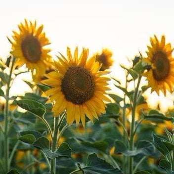 Sunflowers In Sympathy and Congratulations Arrangements, Well Live Florist