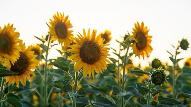 Sunflowers In Sympathy and Congratulations Arrangements, Well Live Florist