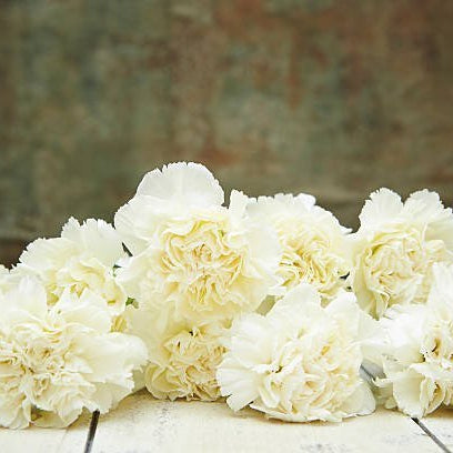 Sympathy Flowers: The Comforting Beauty of White Carnations