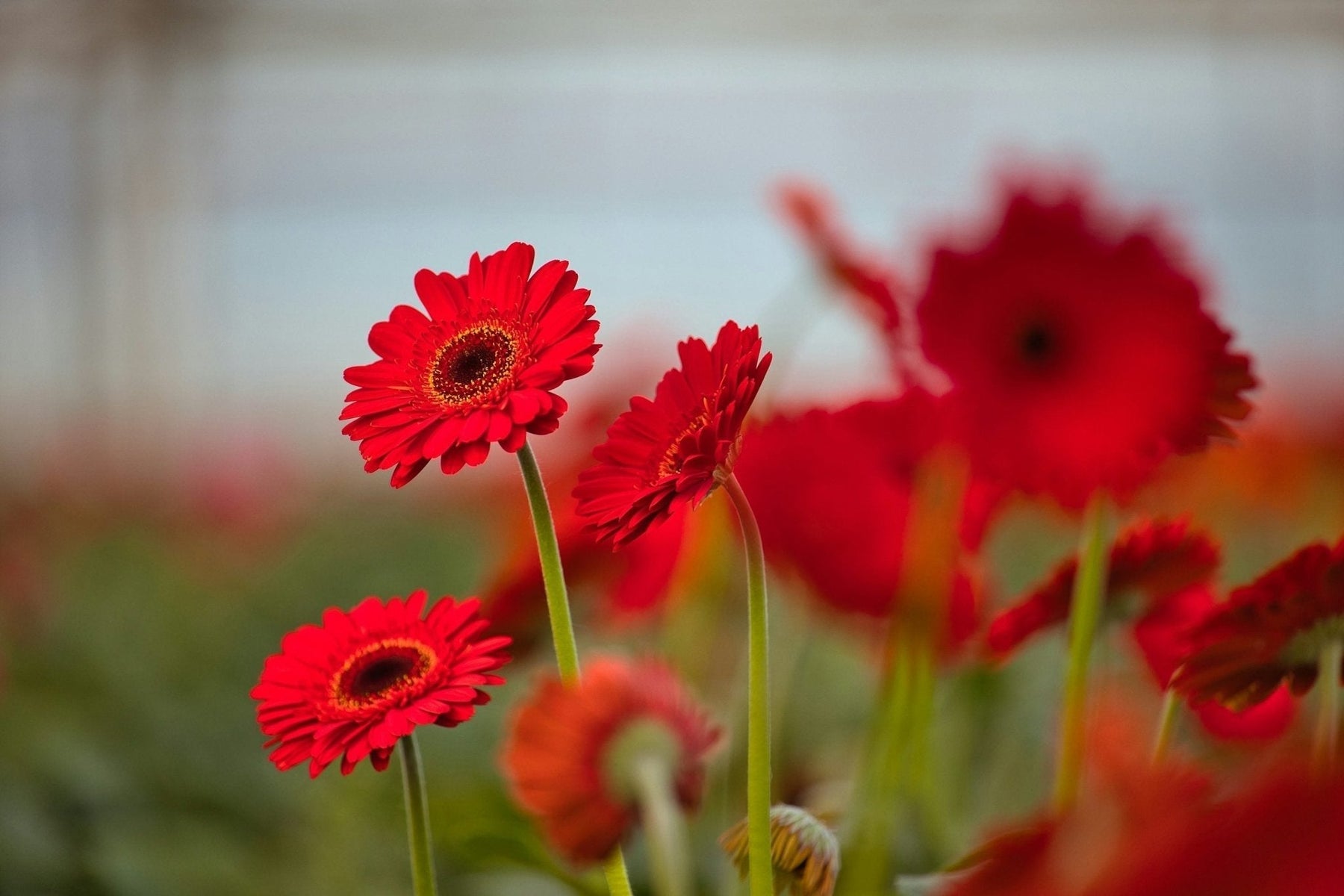 Gerbera Bouquet, Well Live Florist
