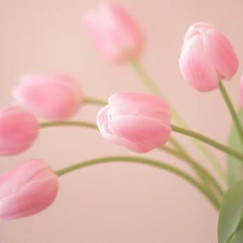 The Best Tulip Arrangements for Mother’s Day: A Guide to Perfect Blooms