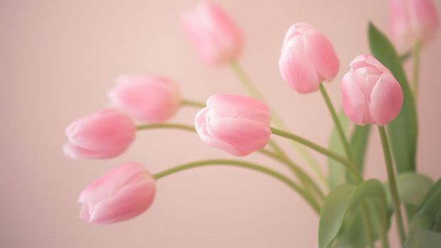 The Best Tulip Arrangements for Mother’s Day: A Guide to Perfect Blooms