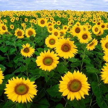 The Healing Power of Sunflowers: Brightening Mental Health