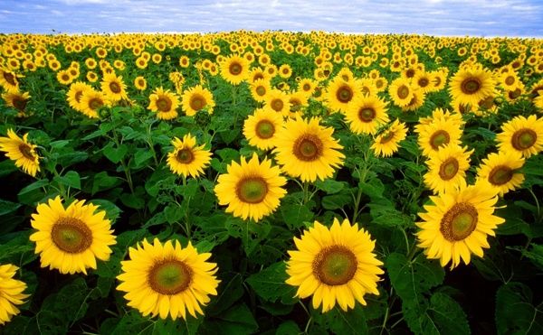 The Healing Power of Sunflowers: Brightening Mental Health