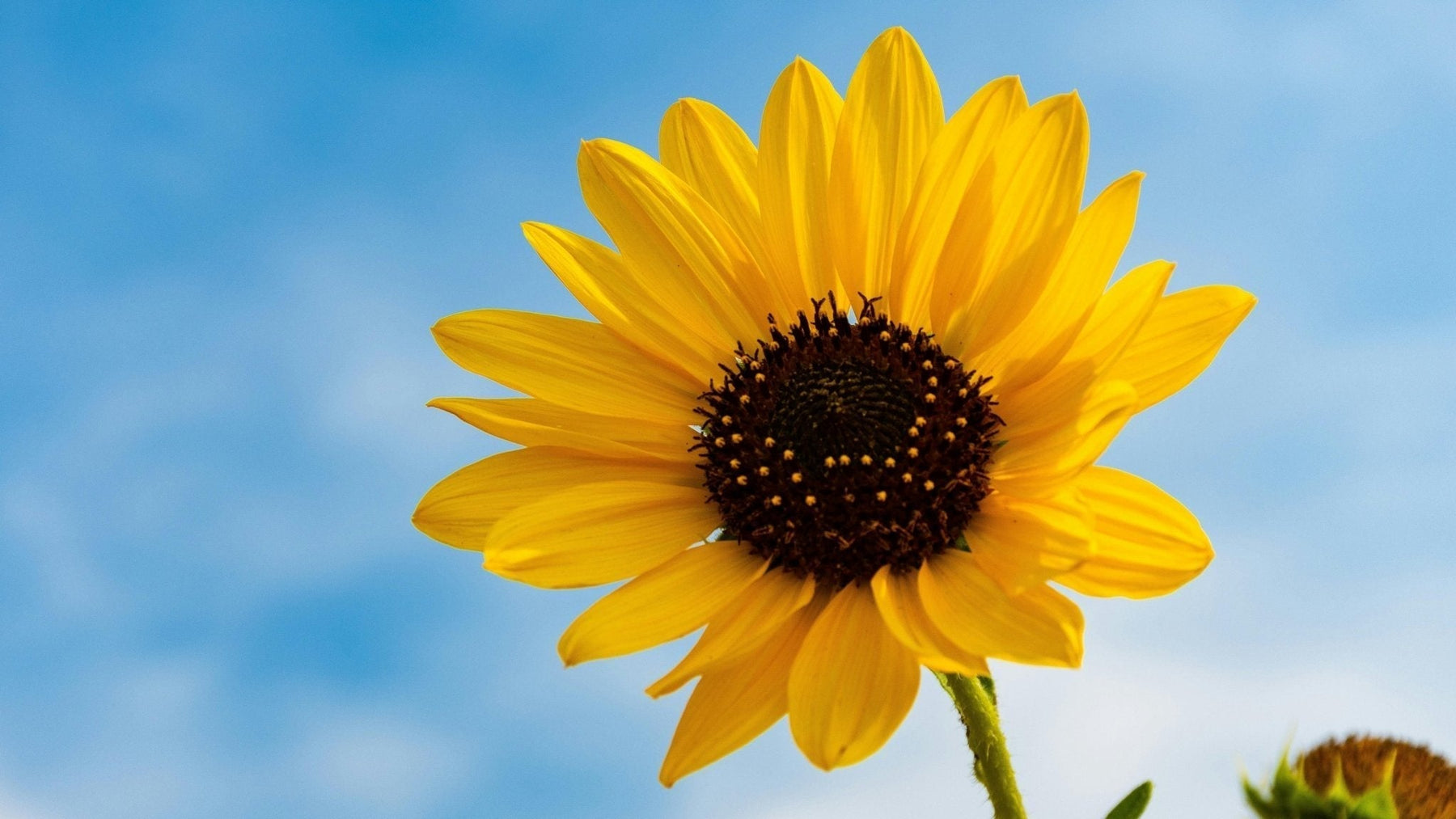 Sunflower Bouquet, Well Live Florist
