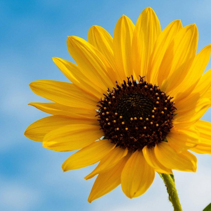 Sunflower Bouquet, Well Live Florist