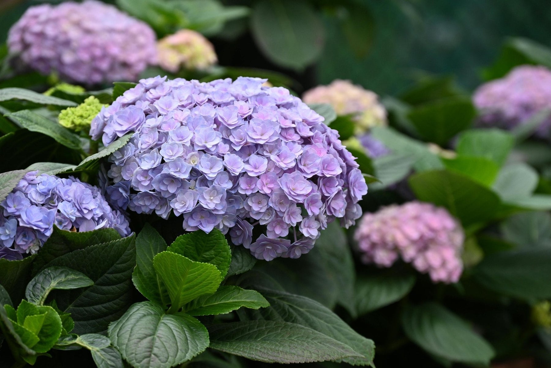 The Meaning Behind Hydrangea Colors