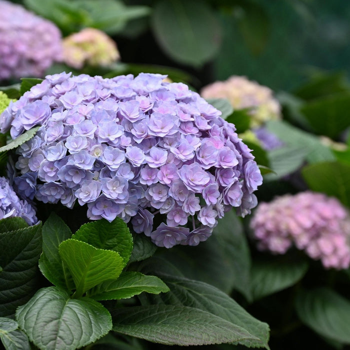The Meaning Behind Hydrangea Colors