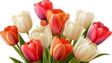 The Most Romantic Tulip Arrangements for Valentine’s Day