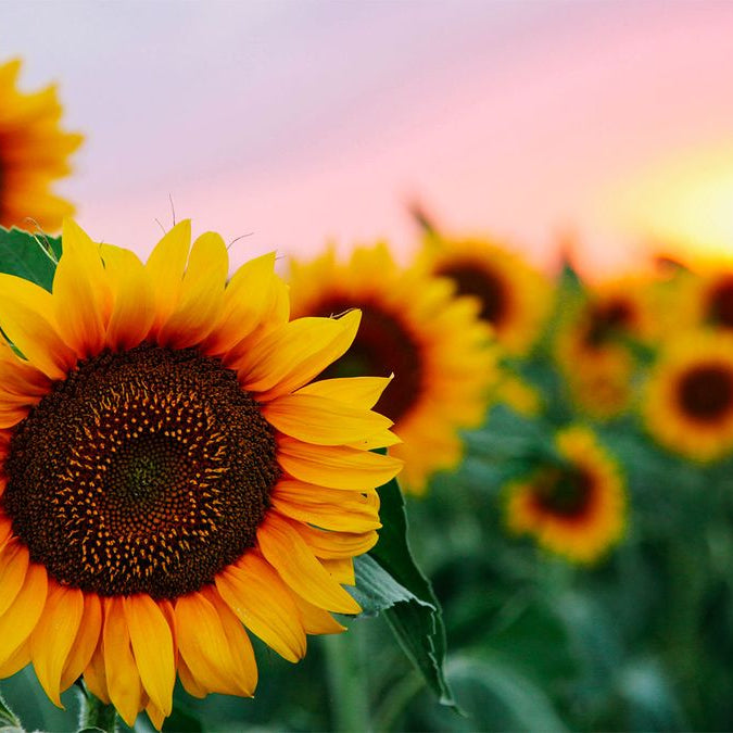 The Radiant Beauty of Sunflowers: A Symbol of Happiness and Positivity - Well Live Florist