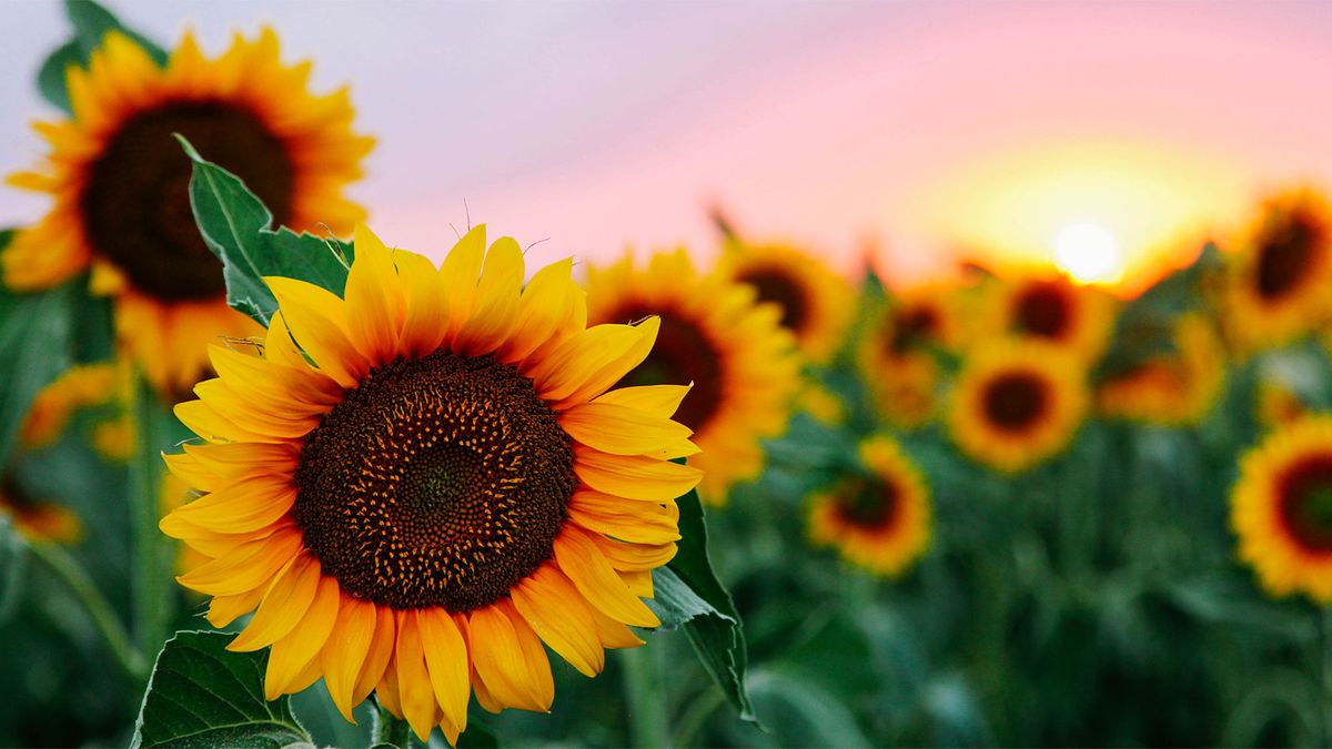 The Radiant Beauty of Sunflowers: A Symbol of Happiness and Positivity - Well Live Florist