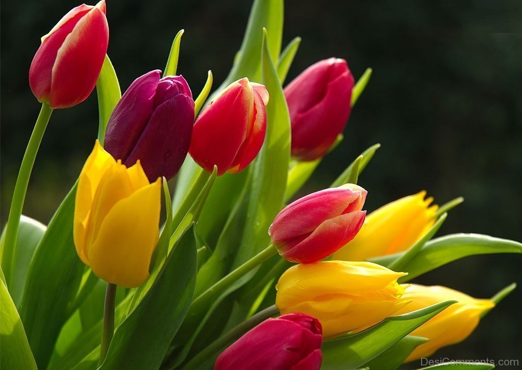 Tulip Bouquet, Flower Delivery Singapore, Well Live Florist