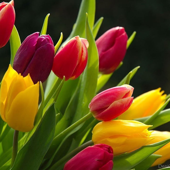 Tulip Bouquet, Flower Delivery Singapore, Well Live Florist