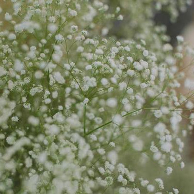 Baby's Breath Bouquet, Well Live Florist