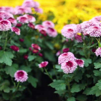 Chrysanthemum Bouquet, Well Live Florist