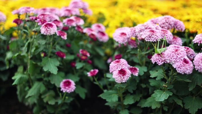Chrysanthemum Bouquet, Well Live Florist