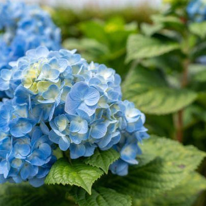 The Ultimate Guide to Hydrangeas: Types, Colors, and Care Tips