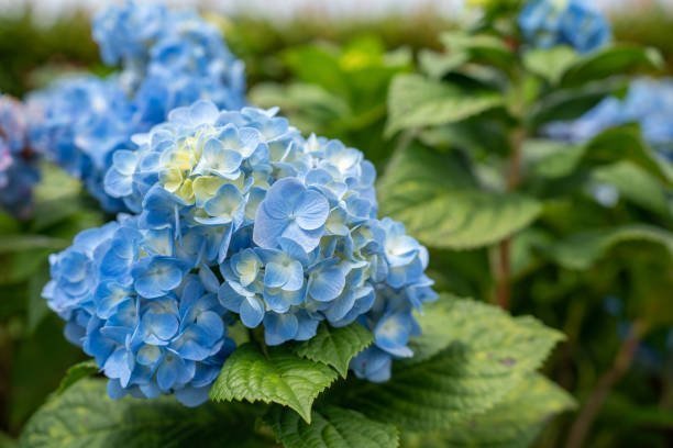 The Ultimate Guide to Hydrangeas: Types, Colors, and Care Tips