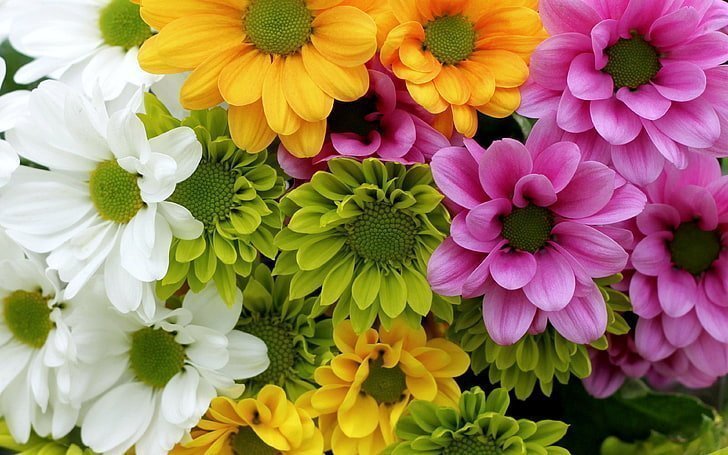 Chrysanthemum Bouquet, Well Live Florist