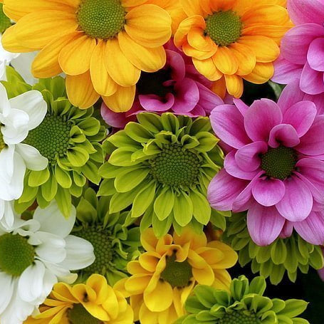 Chrysanthemum Bouquet, Well Live Florist