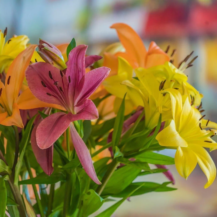 Top 5 Most Fragrant Lily Varieties for Stunning Bouquets